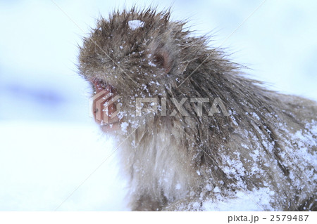 サル 2579487
