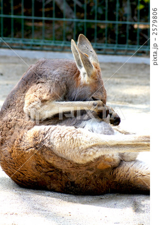 惚れてまうやろー　「カンガルー」 2579806