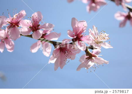 桃の花2 桃の花2 2579817