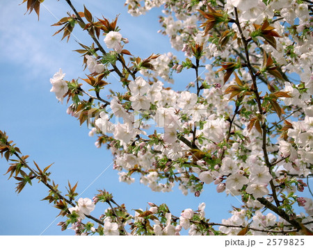 珍しい太白桜 珍しい太白桜 2579825