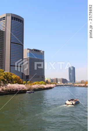 大川の桜 2579892