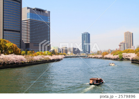 大川の桜 2579896
