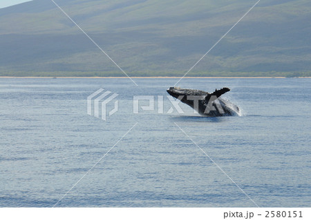マウイ島のザトウクジラ マウイ島のザトウクジラ 2580151
