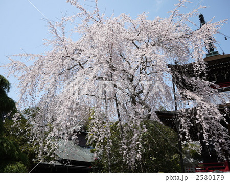 枝垂れ桜 2580179