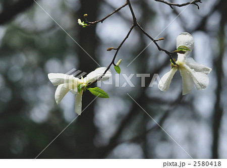 白い辛夷の花 2580418