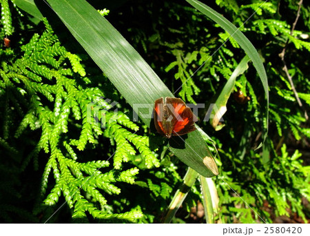 早春のウラギンシジミ蝶の雄 2580420