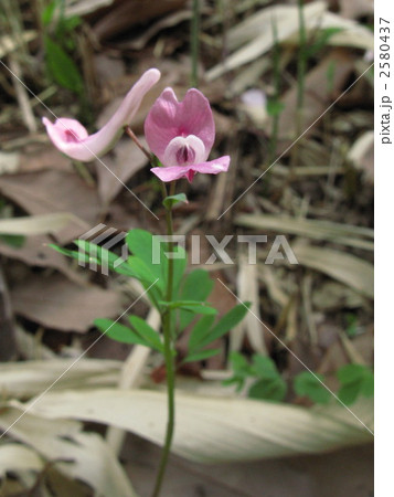 ジロボウエンゴサクの花 2580437