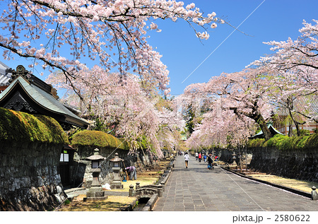 大石寺参道の桜並木の写真素材