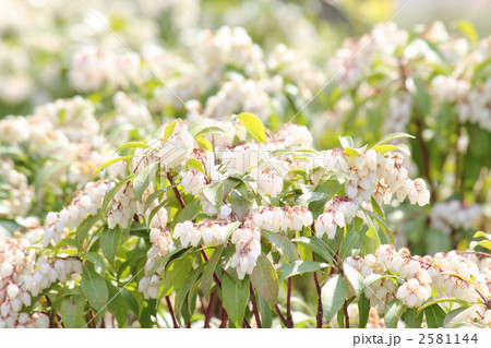 春の花　満開の馬酔木 2581144