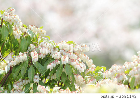 春の花　満開の馬酔木 2581145