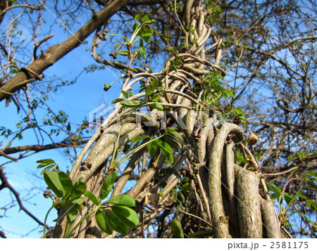 巻きつく蔓 2581175