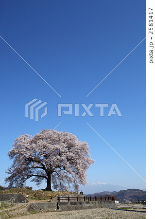 わに塚の桜 2581417