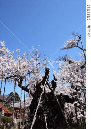 山高神代桜 2581512