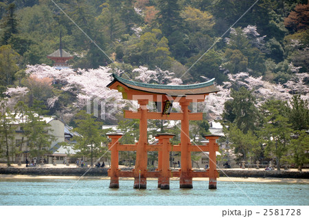 宮島の鳥居と桜 宮島の鳥居と桜 2581728