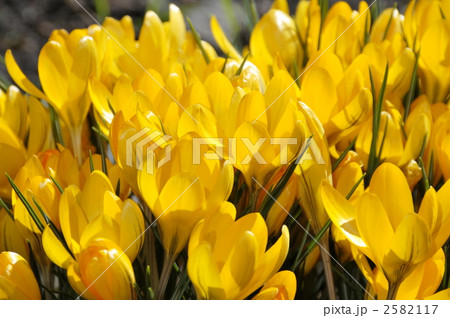 クロッカス クロッカス 2582117