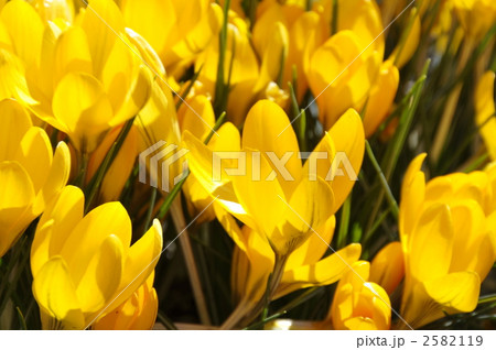 くろっかす 2582119