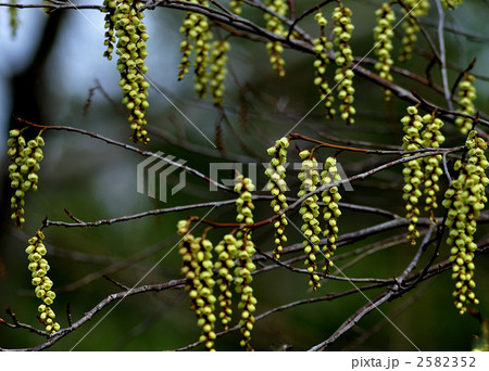 早春の黄色い花 早春の黄色い花 2582352