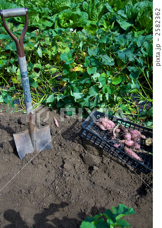 大地の恵み 2582362