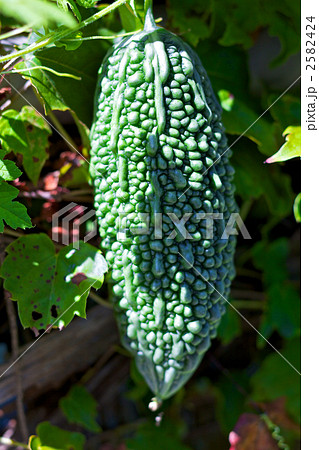 大きなゴーヤ 2582424