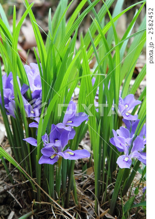 防府市西浦エヒメアヤメの自生南限地帯 防府市西浦エヒメアヤメの自生南限地帯 2582452