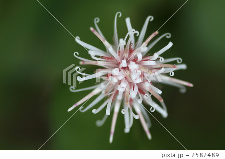 コウヤボウキ 2582489