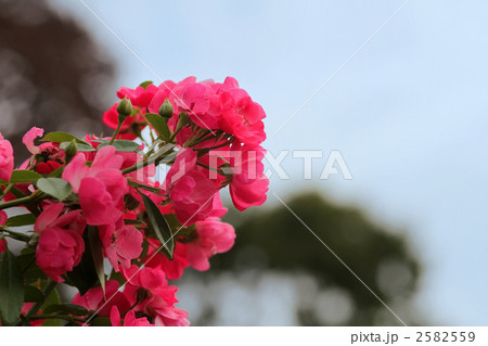 アンジェラ 2582559