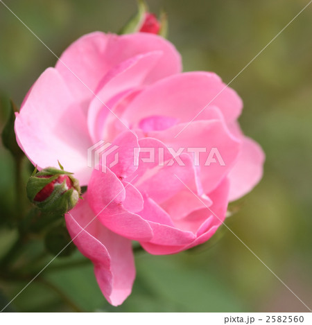 アンジェラ 2582560