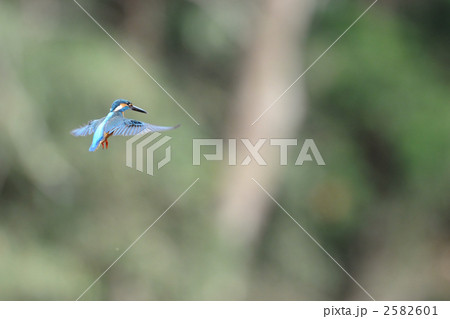 ホバリングするカワセミ 2582601