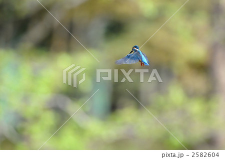 ホバリングするカワセミ ホバリングするカワセミ 2582604