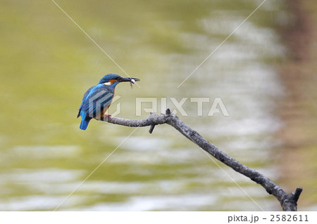 食事中のカワセミ 2582611