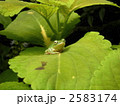 アマガエル 2583174