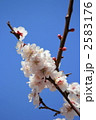 杏の花 2583176