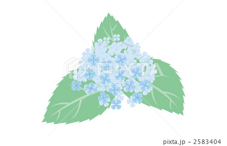 紫陽花のイラスト 2583404