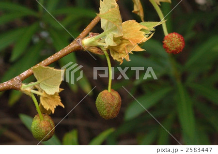 モミジバスズカケノキ（雄花） 2583447