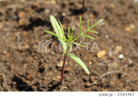 新芽 2583467
