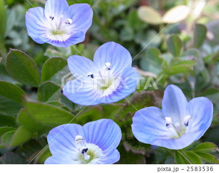 おおいぬのふぐり 2583536