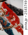 鯉のぼりと桜 2583749