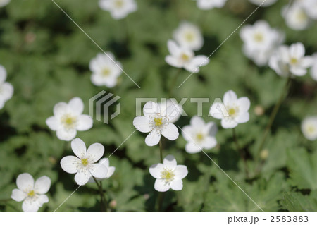 ニリンソウの花畑 ニリンソウの花畑 2583883
