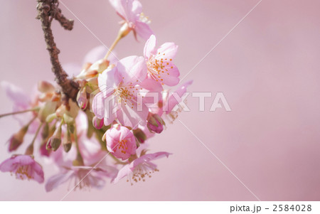 河津桜 河津桜 2584028