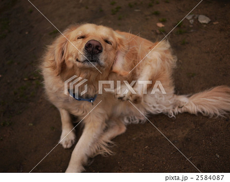 愛犬 2584087