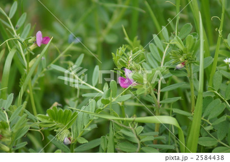 烏野豌豆じつは矢筈豌豆ヤハズエンドウ 2584438