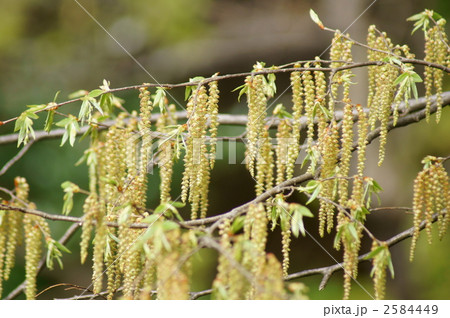 椚の花　黄金が垂れ下がる 2584449