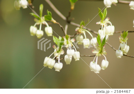 灯台躑躅どうだんつつじ　またの名を満天星躑躅 2584467