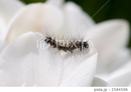 毛虫 毛虫 2584506