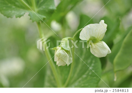 エンドウの花 2584813