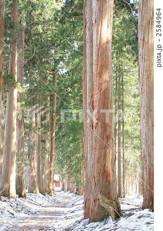 パワースポット戸隠奥社杉並木の写真素材