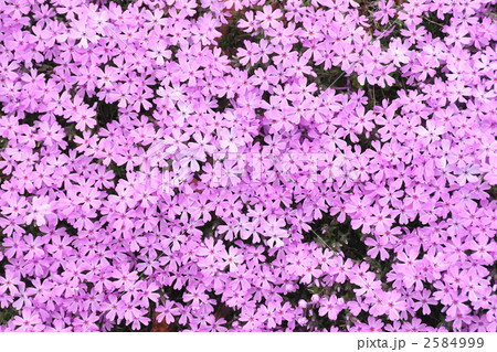 芝桜 2584999