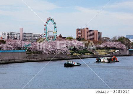 荒川遊園の満開の桜と曳航中のタグボート 2585014