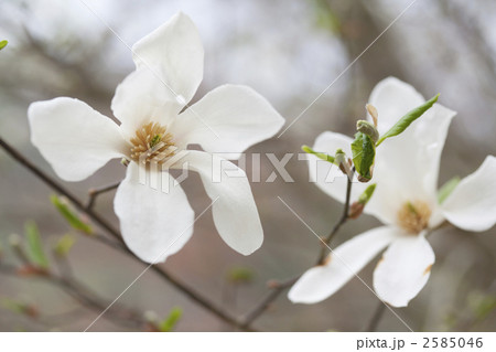 こぶしの花 2585046