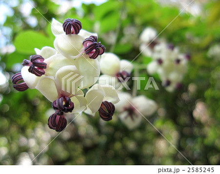 アケビの花 アケビの花 2585245